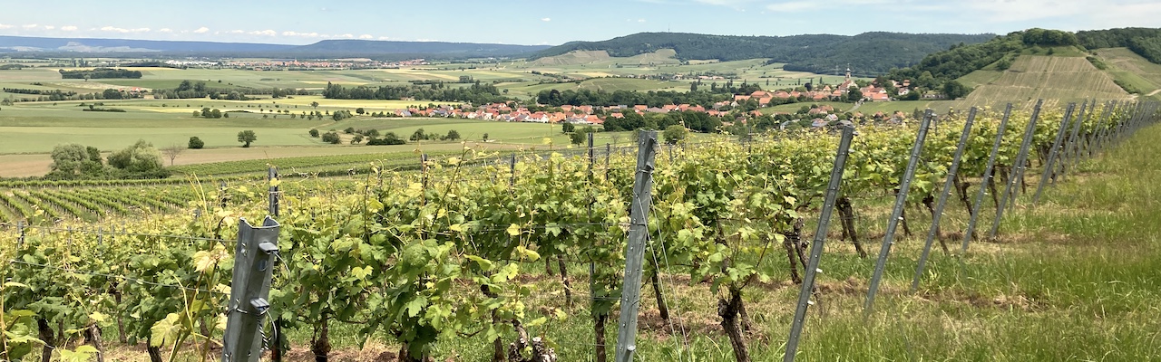 Weinberg in Franken