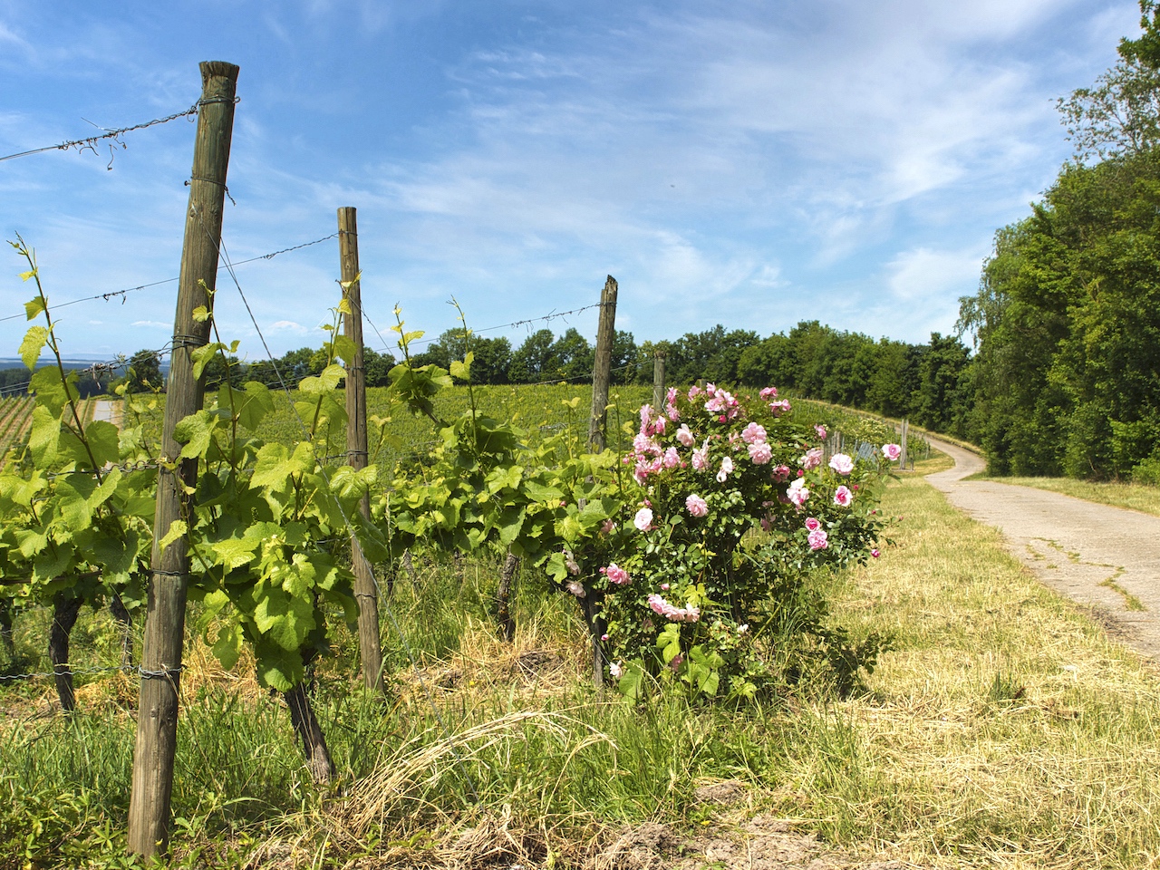 Wanderweg Franken