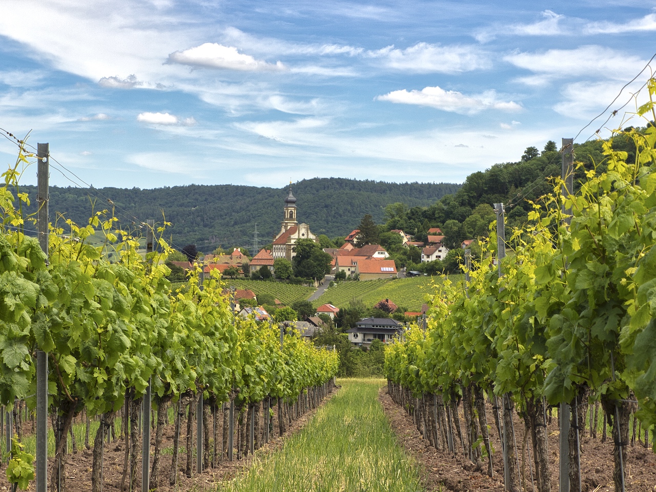 Weinberg in Franken